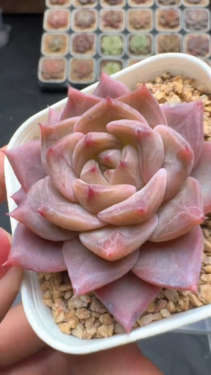 【闪购商品】097号珍妮多肉一物一拍3单包邮