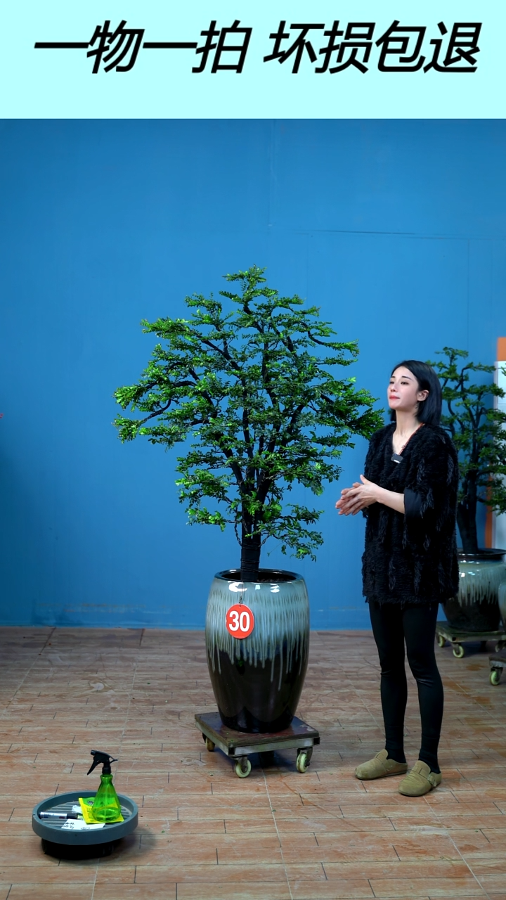 无花朵波**拉广东小叶紫檀