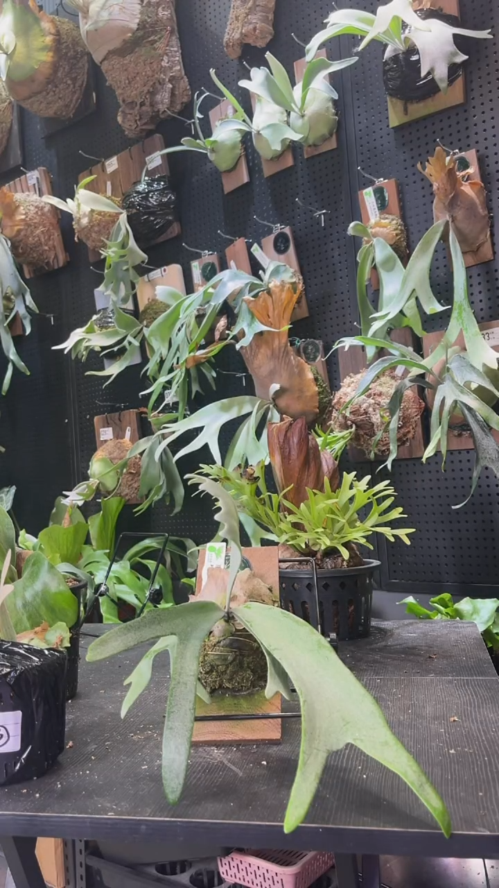 完全开放爪哇鹿角蕨书签版