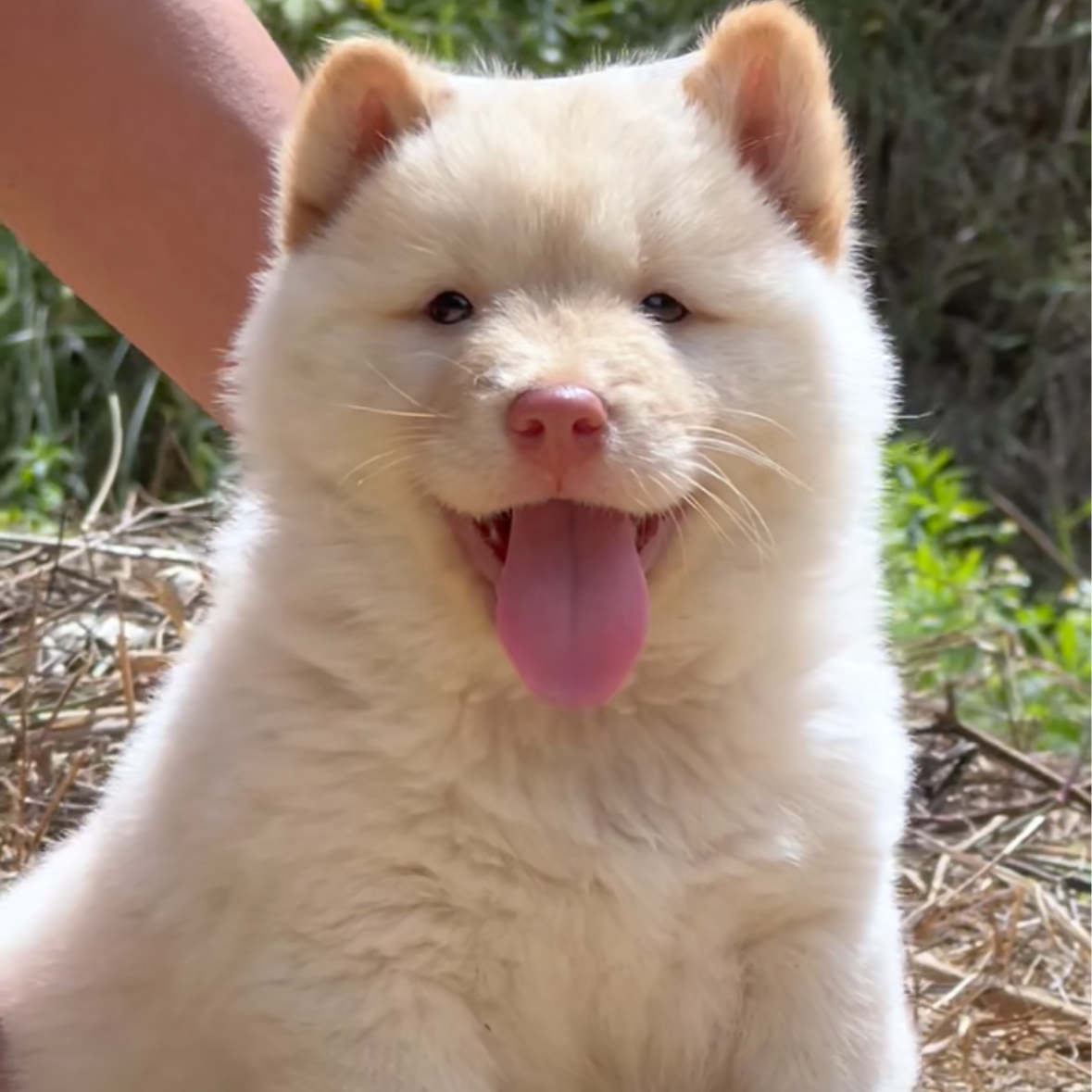 【玉林小田家犬舍】田园犬（一物一拍）家庭宠物狗狗活体幼犬