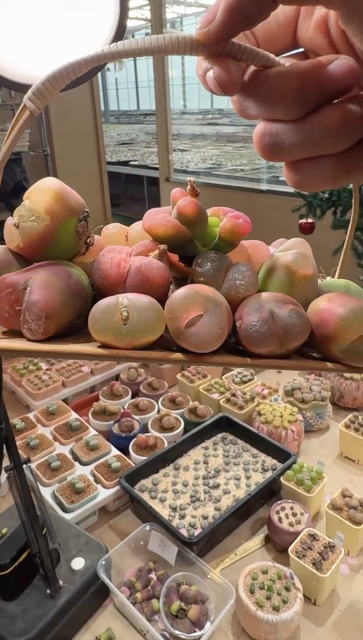 320多肉植物肉锥荔枝毛一颗