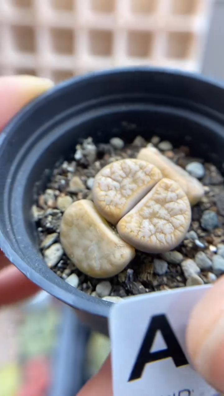 【闪购商品】8150直播一物一拍