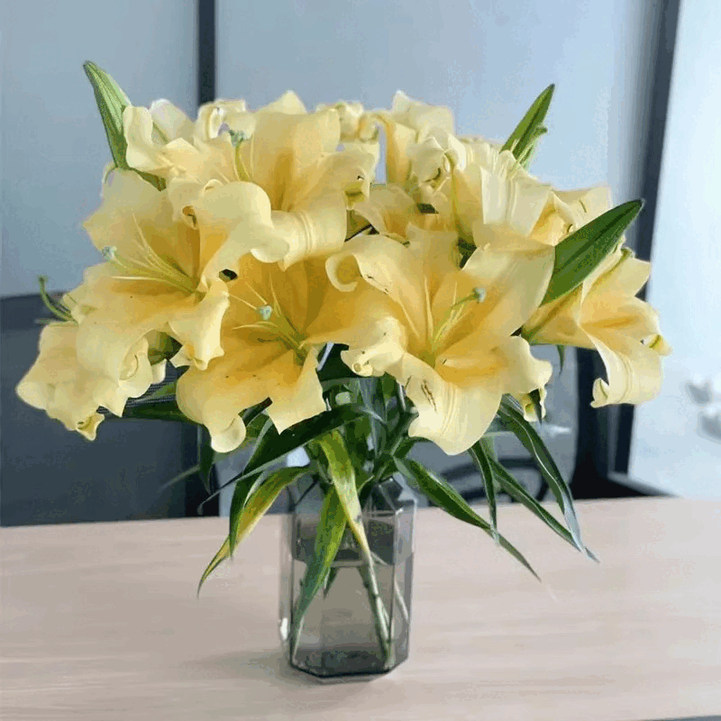 皇帝黄天霸10朵香水百合花鲜花花束云南斗南基地直发家用水养插花