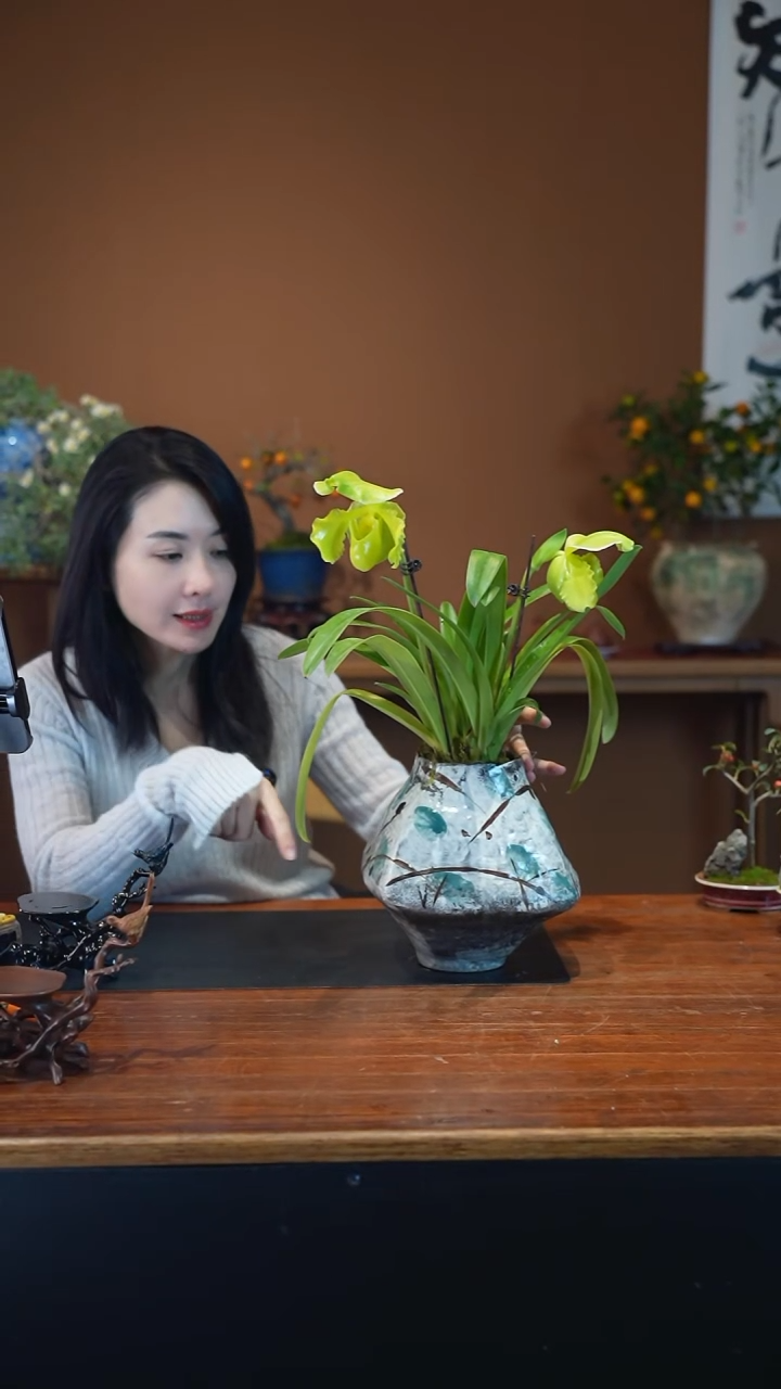 全部花朵绿肉饼盆景盆景盆景