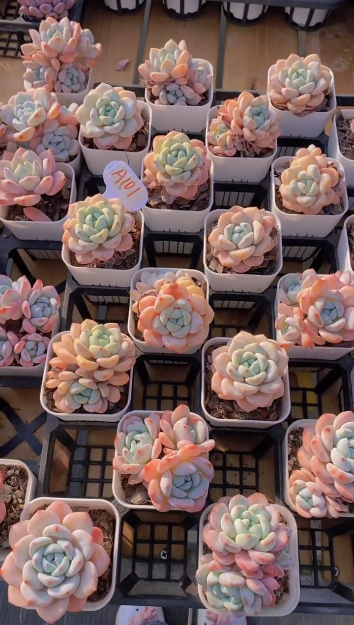 A101-冷香单双头混发3颗带土球（量拍）