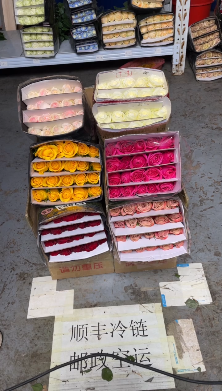 单头玫瑰60枝（任意3个品种）