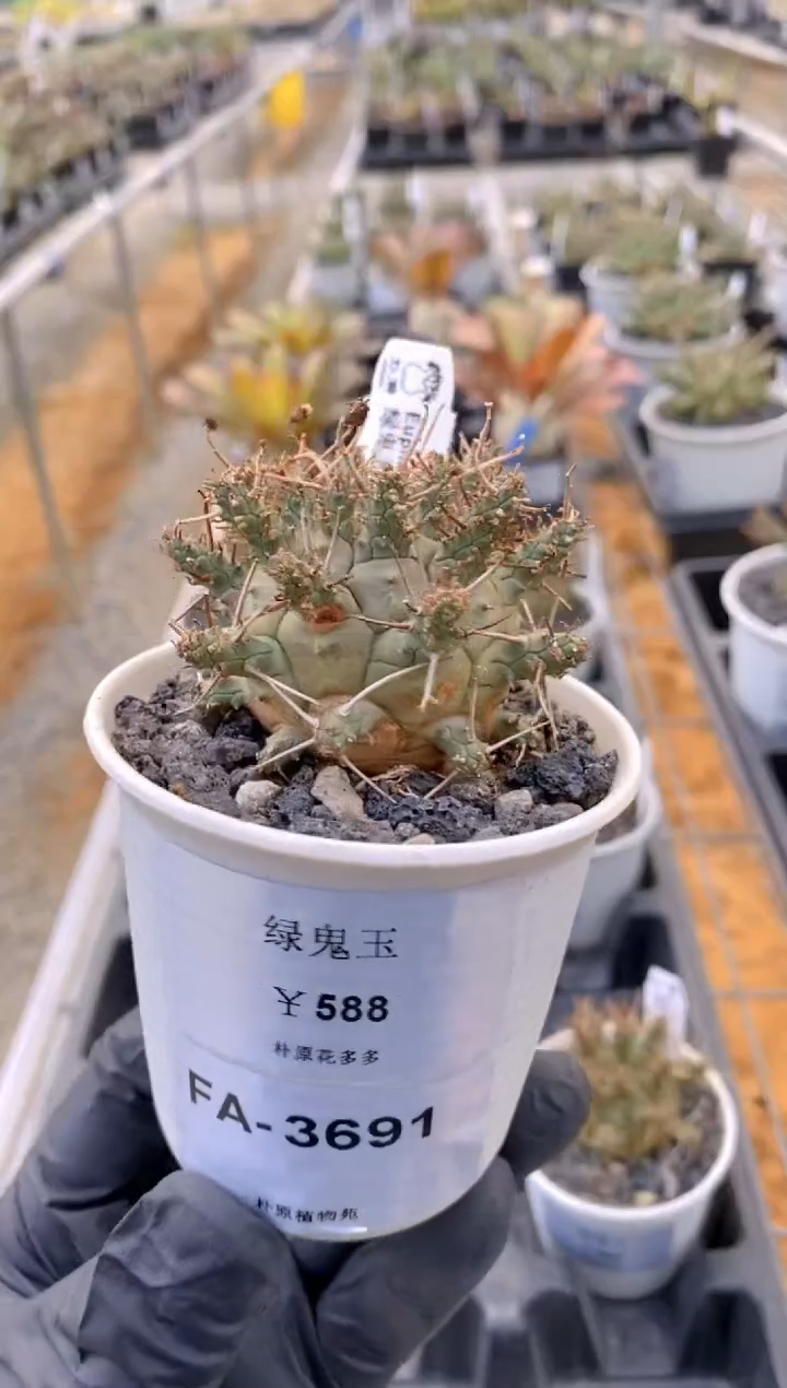 【闪购商品】绿鬼玉FA-3691