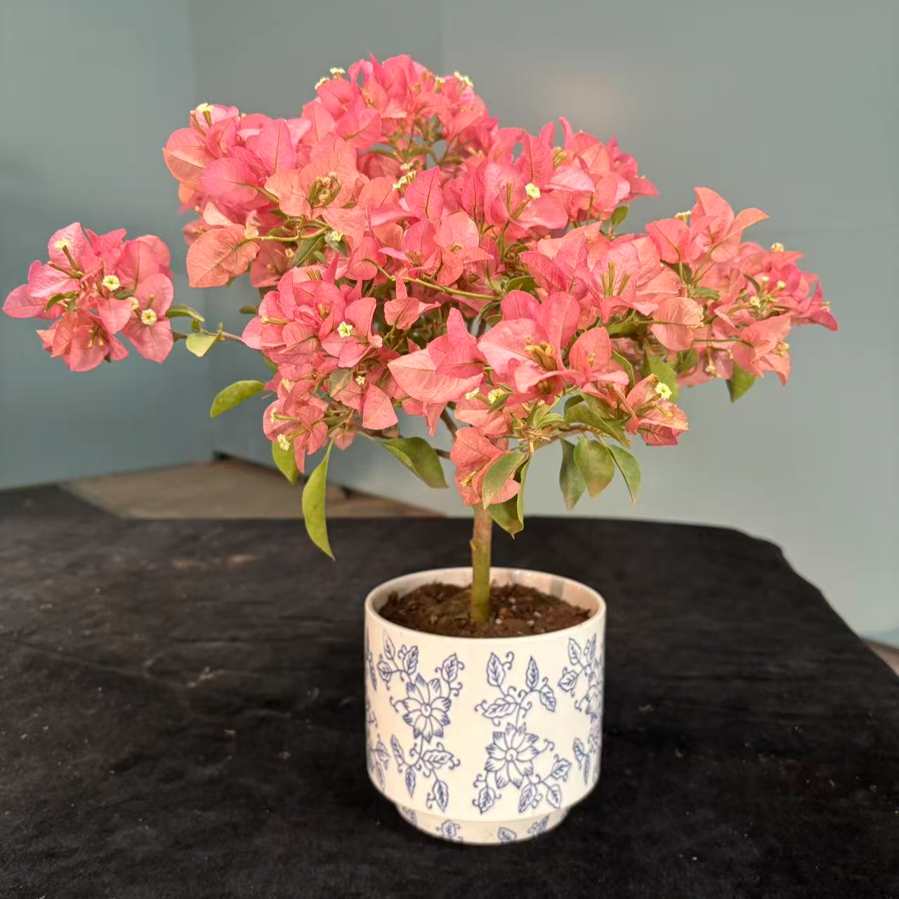 【艺景园海波专用】卡亚塔三角梅造型 盆景 老桩勤花好养侧飘