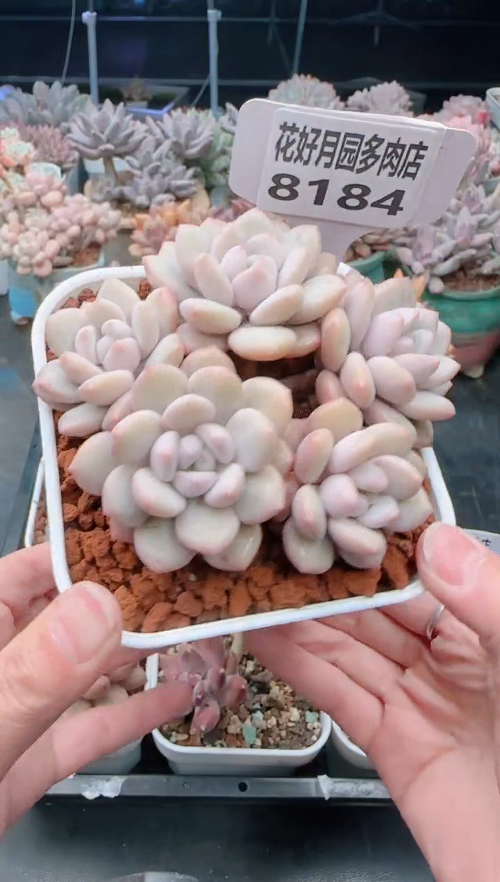 【闪购商品】8184拉丝雨