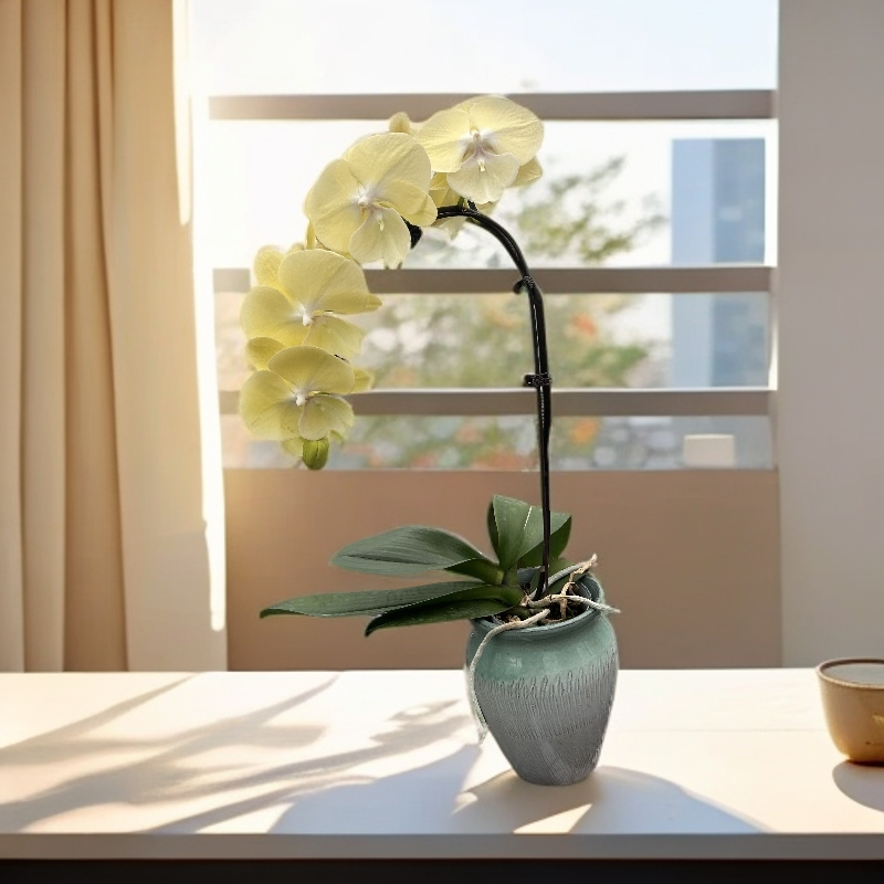 精品蝴蝶兰【如意黄金】3.8寸