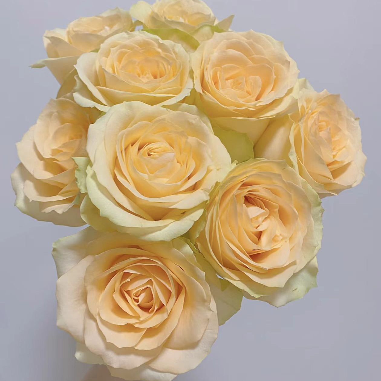 【蜜桃雪山玫瑰】斗南鲜花云南直发玫瑰鲜花两单京东冷链包邮