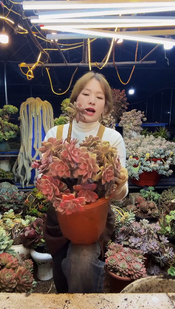 大华丽风车脱土包邮