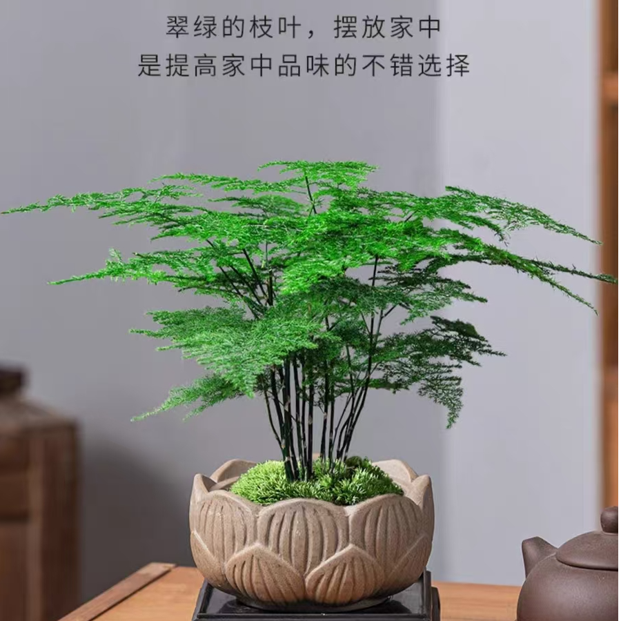 【文竹】四季常青好养护室内桌面绿植办公室客厅净化空气美观装饰