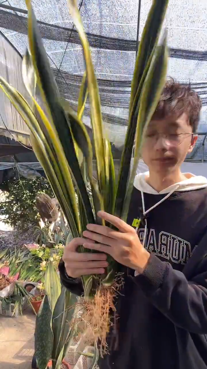 曲叶黄金裸根3棵28.8