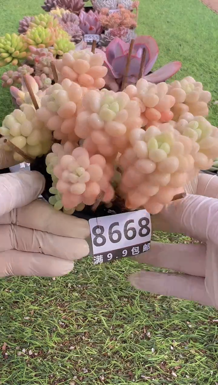 【闪购商品】信福多肉一物一拍