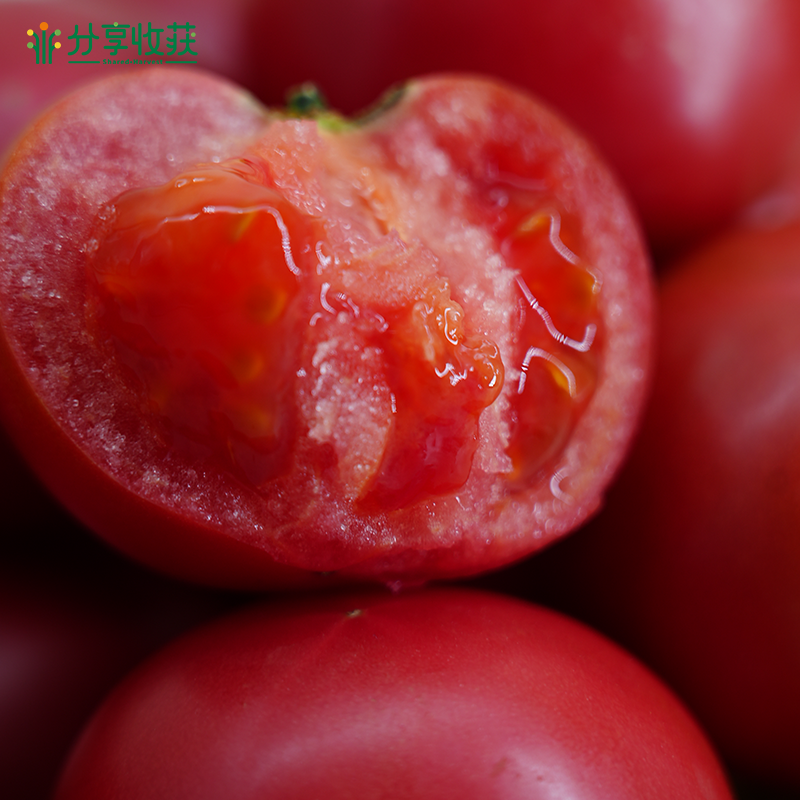 内蒙古生态西红柿（番茄） | 基地直发* Ecological tomatoes