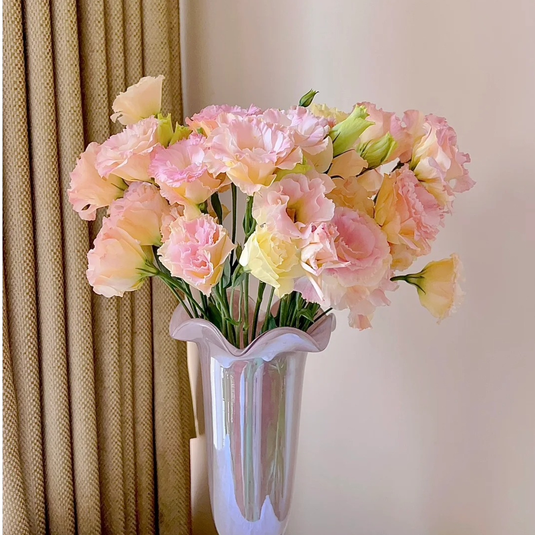 【源头优选】香槟色洋桔梗-任意2单鲜花包邮 发货后不支持退款