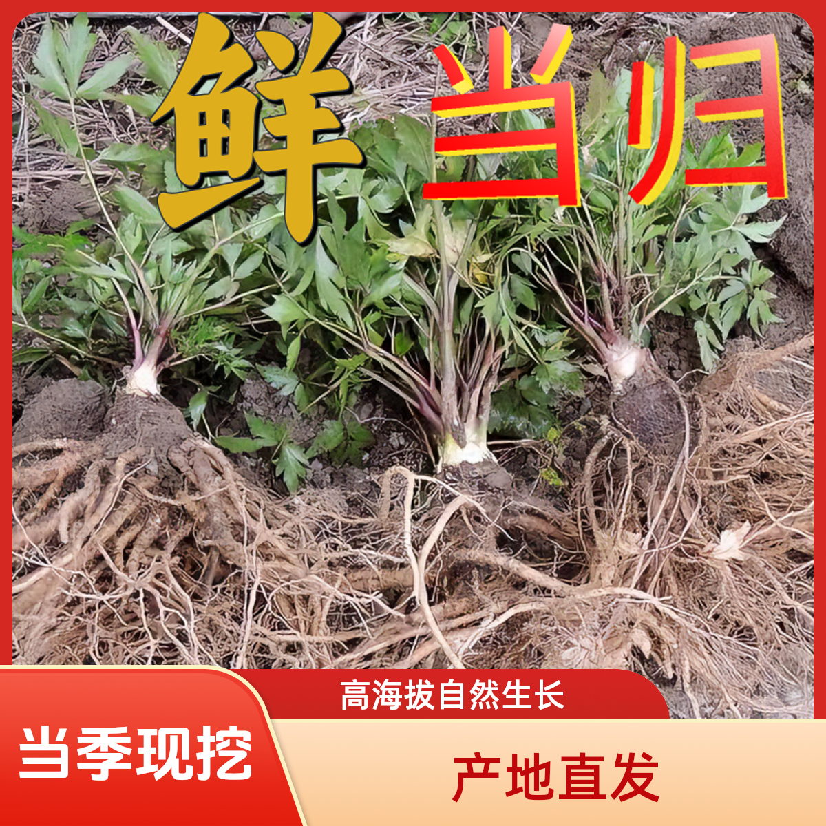 云南现挖鲜当归整根现挖鲜货