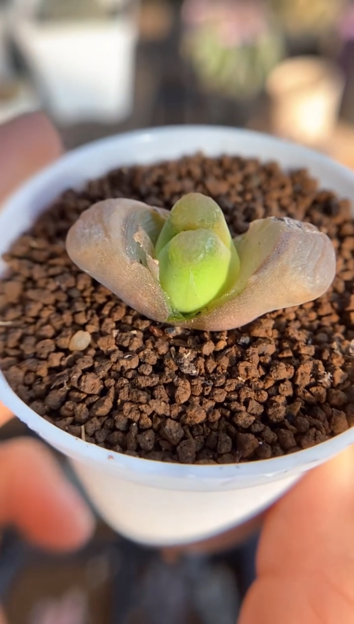 【闪购商品】7963直播一物一拍