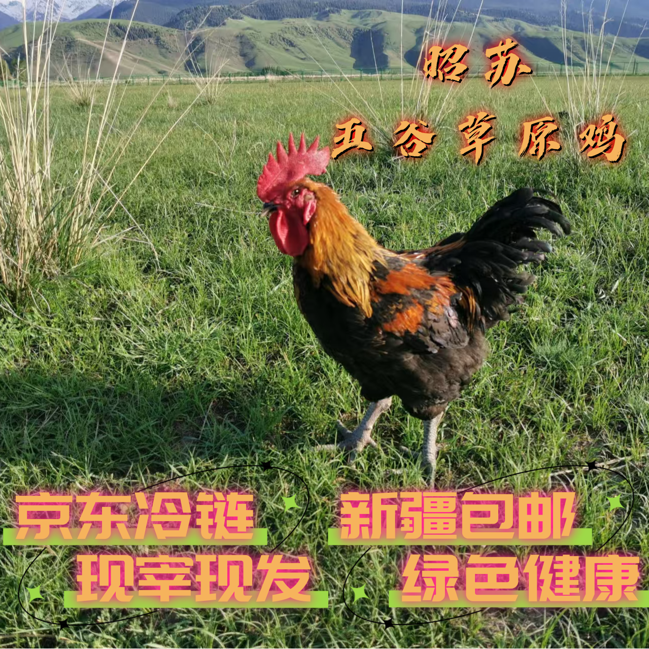 新疆包邮伊犁昭苏本地散养草原鸡走地鸡公鸡农家散养清远鸡
