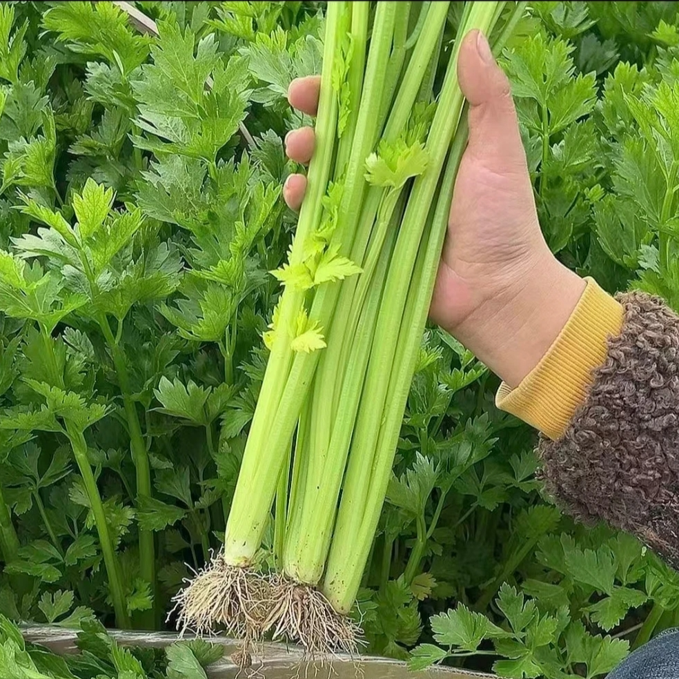 河南现挖现发农家菜自种香芹玻璃翠清炒香芹包邮