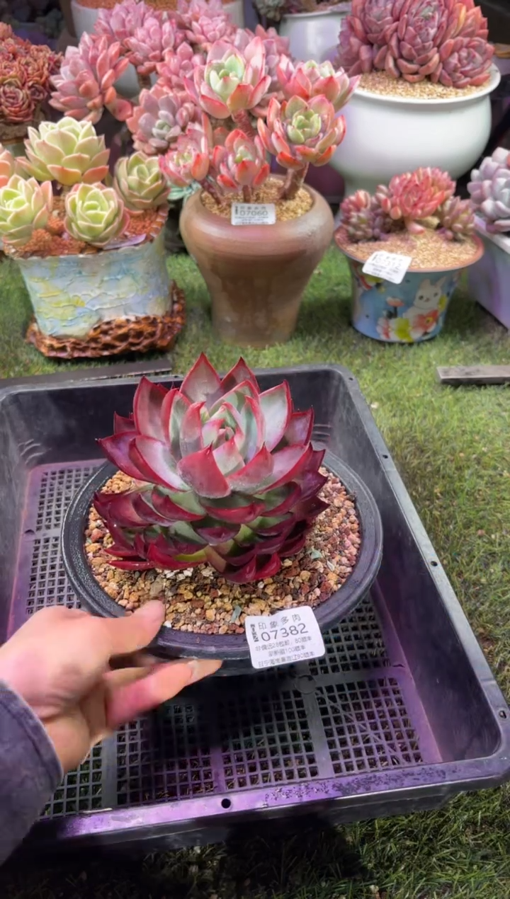 【闪购商品】07382