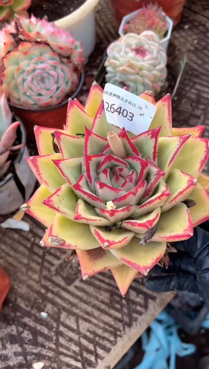 珊多肉植物一物一拍26403