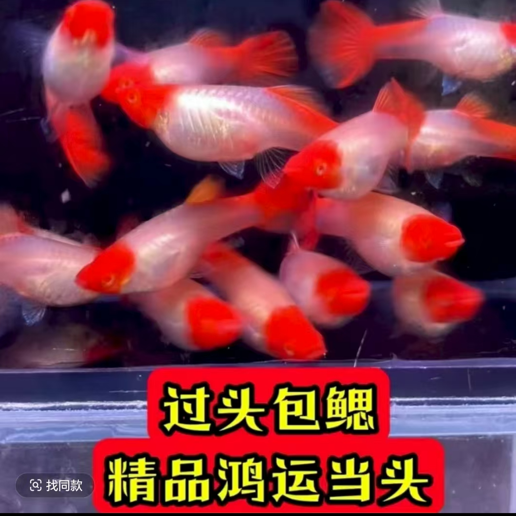 精品鸿运当头孔雀鱼过头包腮孕母带肚小型热带观赏鱼