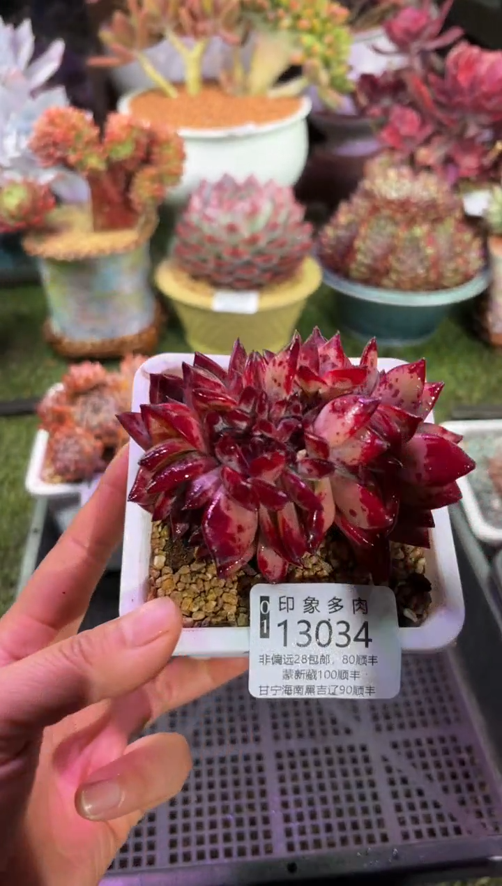 【闪购商品】13034