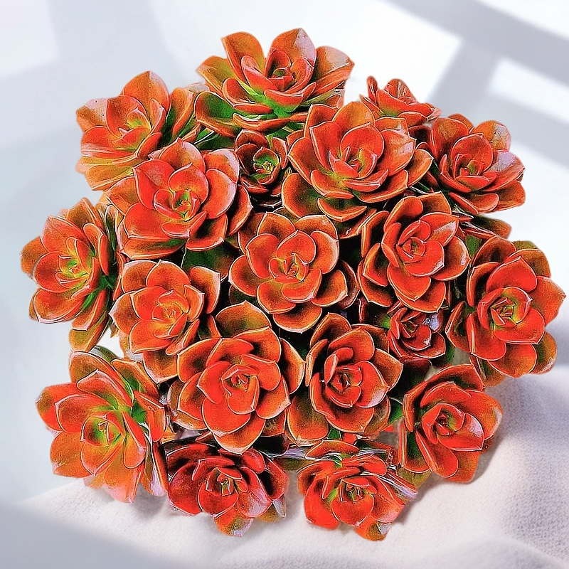 大盆红酒玫瑰巧克力多肉植物阳台庭院盆栽好养家庭花卉绿植带盆土