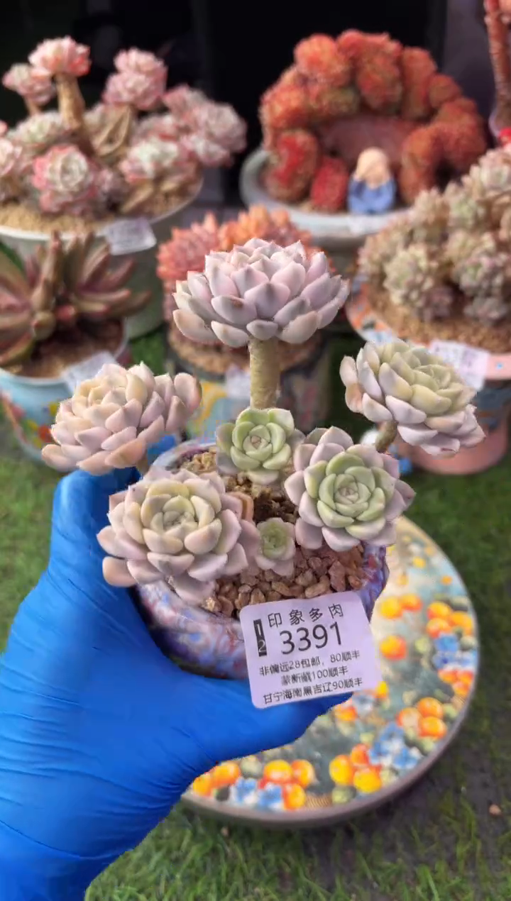 昆明印象多肉3391