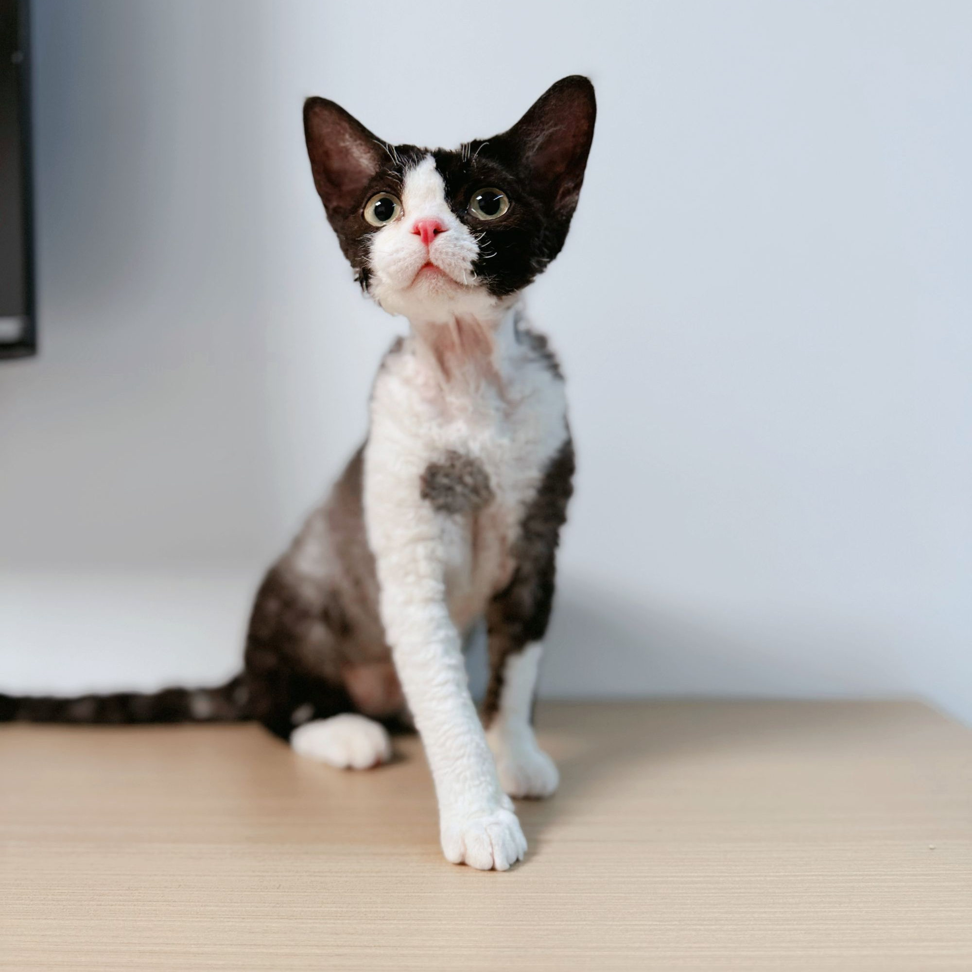 【寻欢宠物舍】猫咪活体