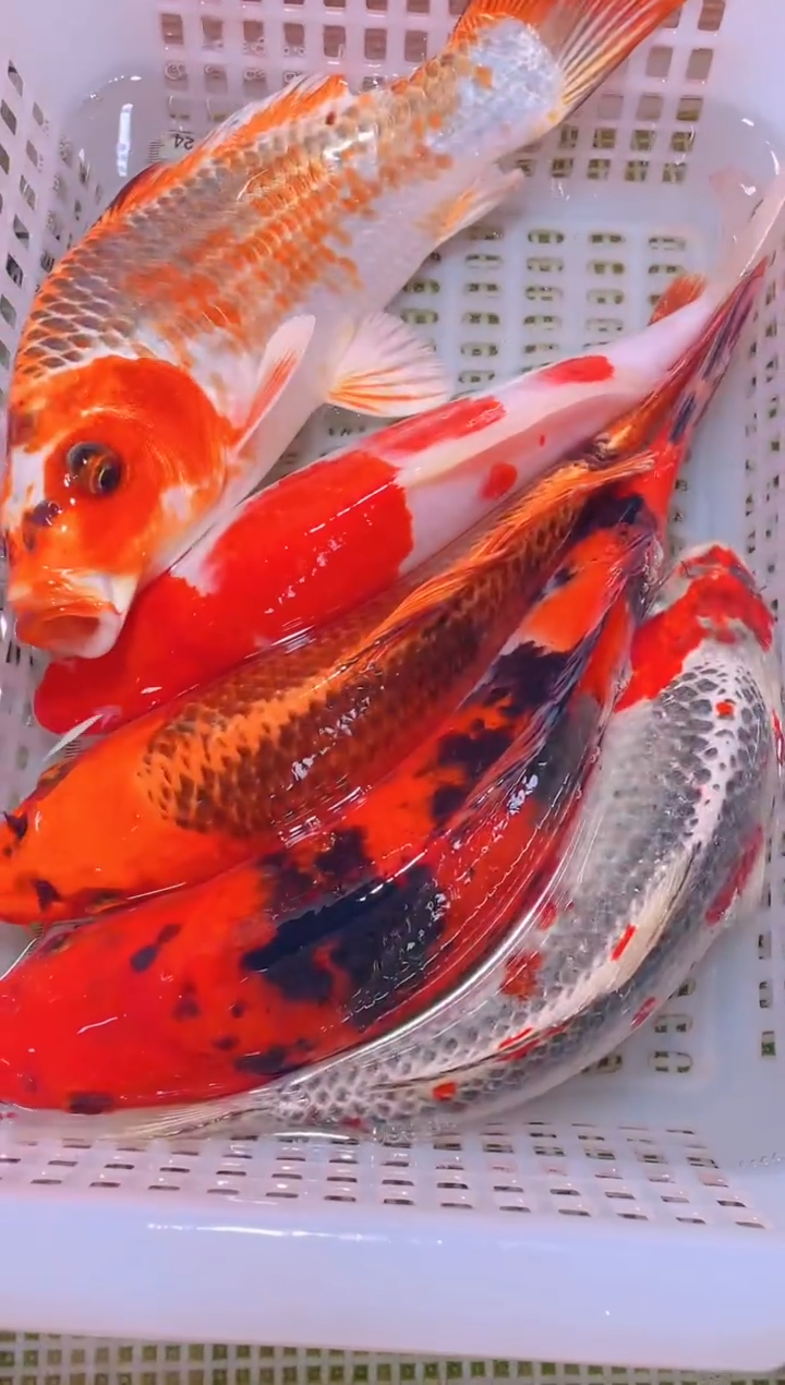 锦鲤冷水观赏鱼全场包邮109