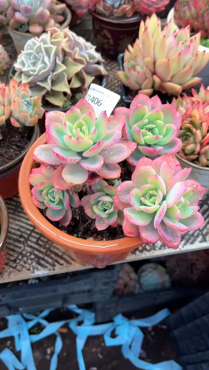 简****福多肉植物一物一拍21406