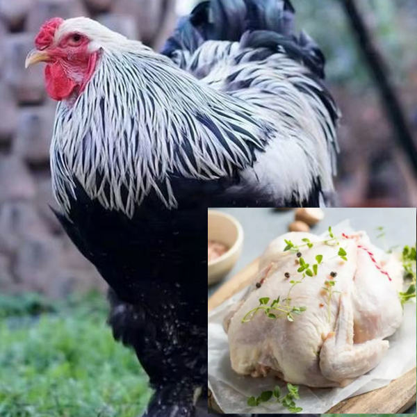 婆罗门肉鸡鲜美包邮