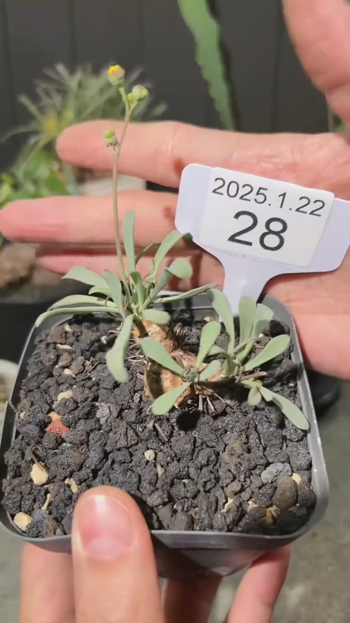 【闪购商品】苏铁厚墩菊1.22.28