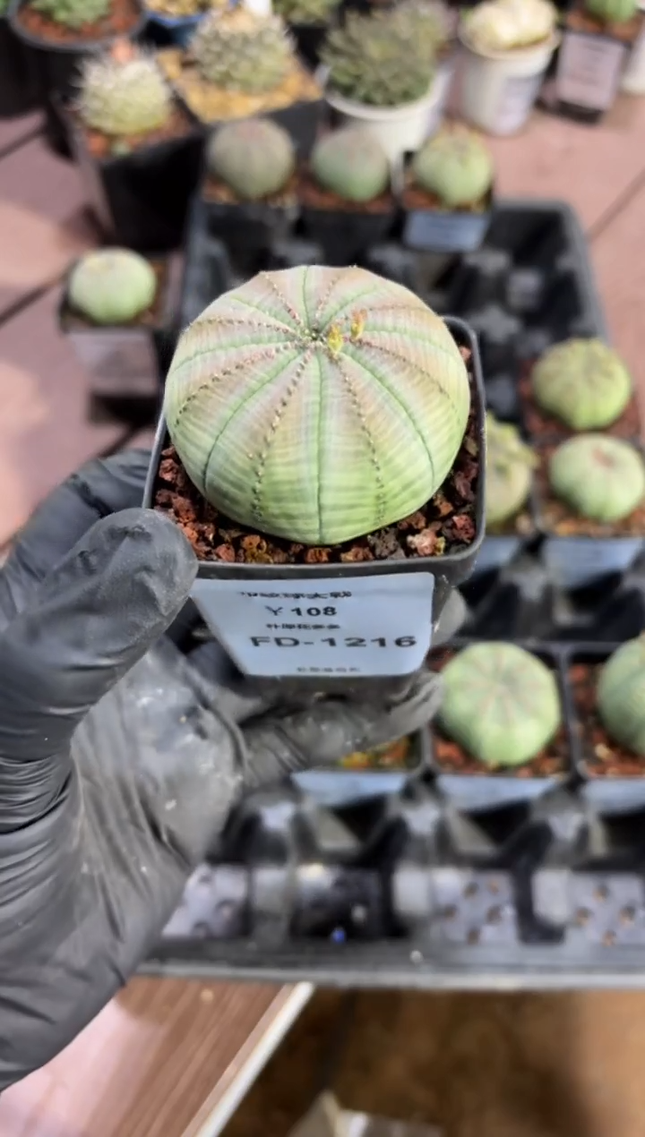 布纹球大戟FD-1216