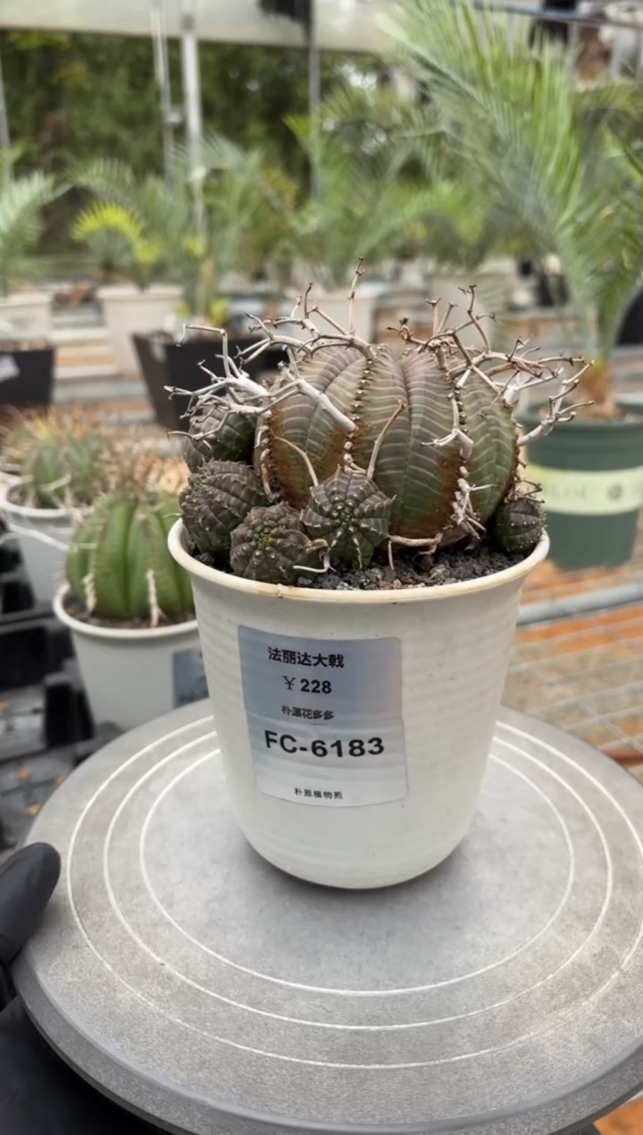 法丽达大戟FC-6183