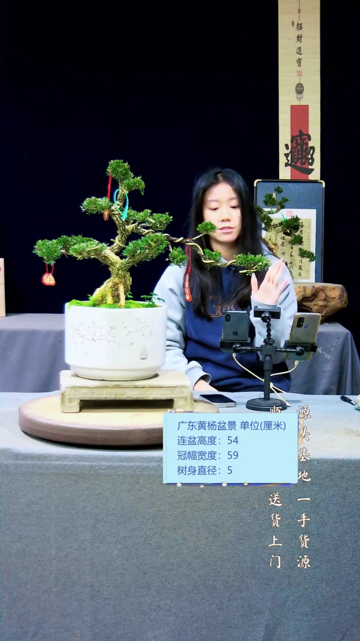 【闪购商品】雀舌黄杨盆景雀舌黄杨盆景