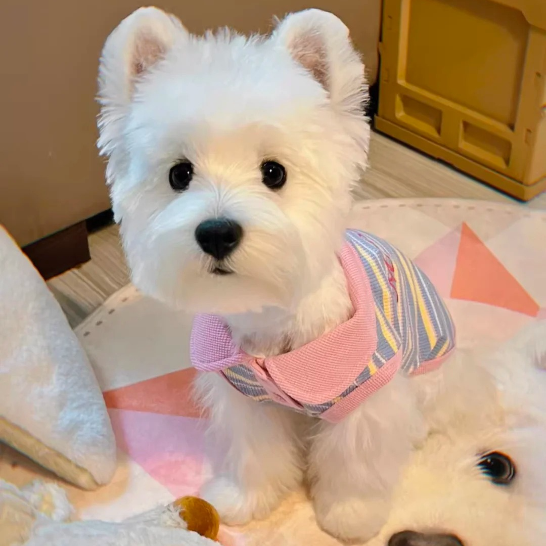 千仟旺精品活体萌宠西高地犬陪伴犬立耳梗类犬幼犬苏格兰西高地狗