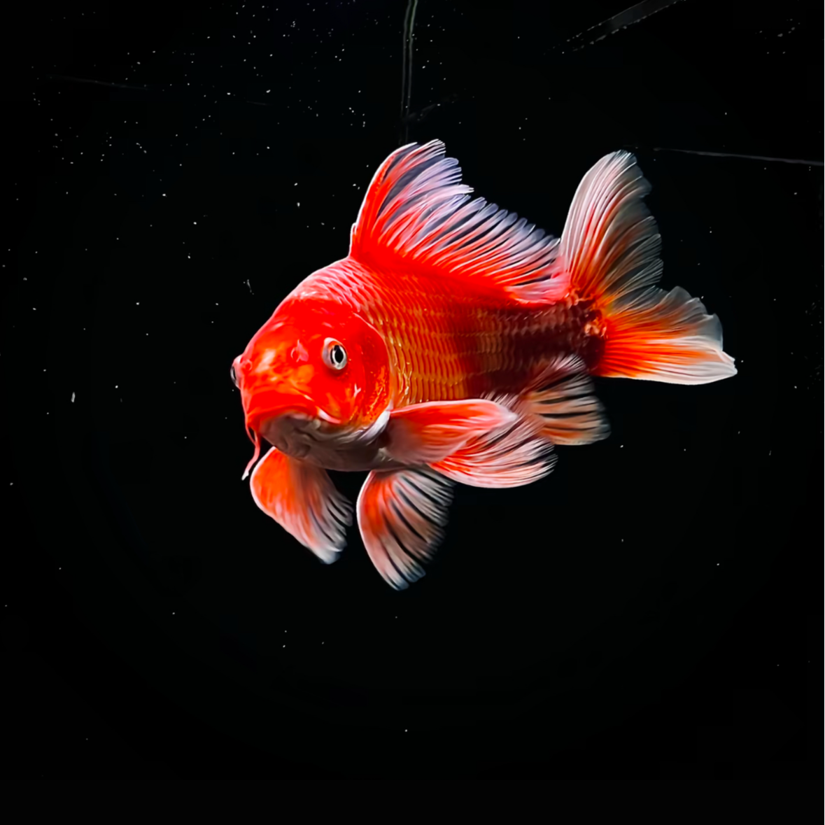 大尺寸精品普身蝴蝶鲤。直播间有增艳灯效果，收货录开箱视频