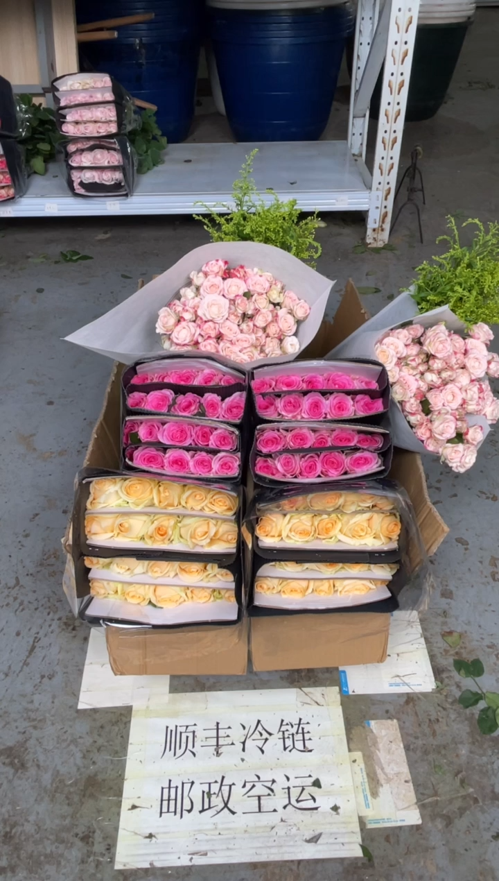 香槟20枝+洛神20枝+折射10枝+黄莺