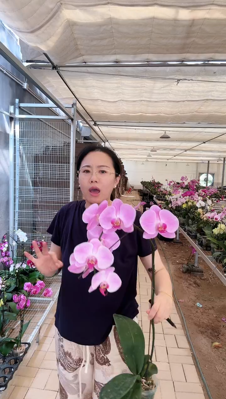 完全开放012粉冠军1棵