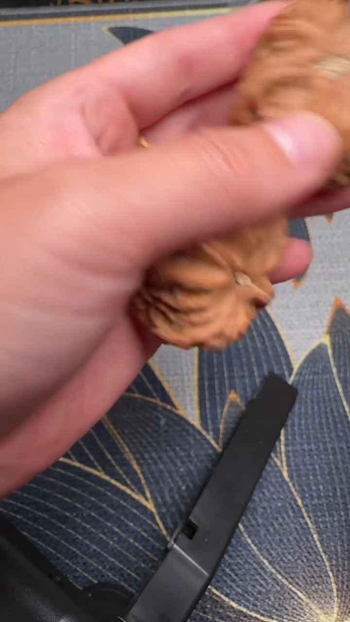 把件文玩核桃随***安白狮子