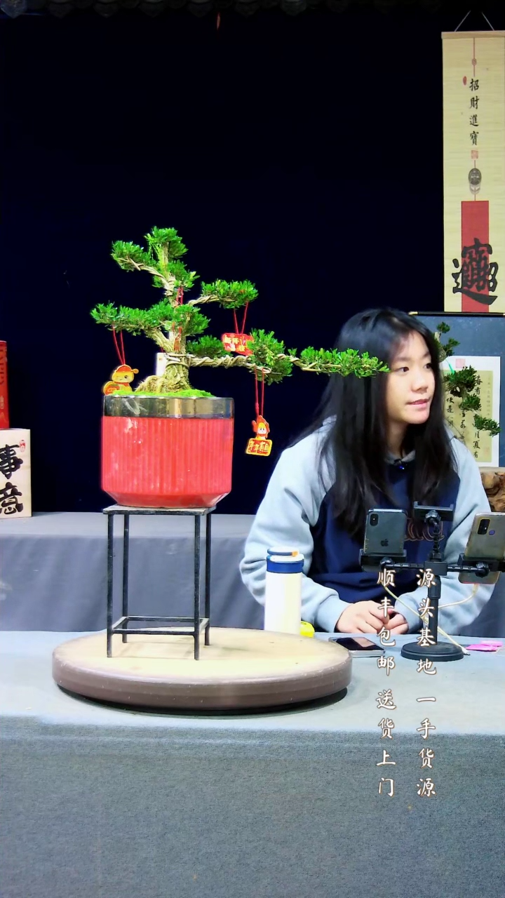 【闪购商品】雀舌黄杨盆景雀舌黄杨盆景