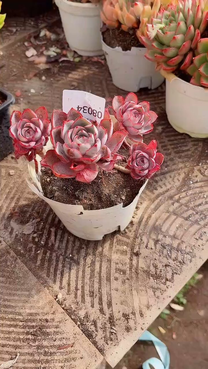 筱****2跃跃精品多肉08034