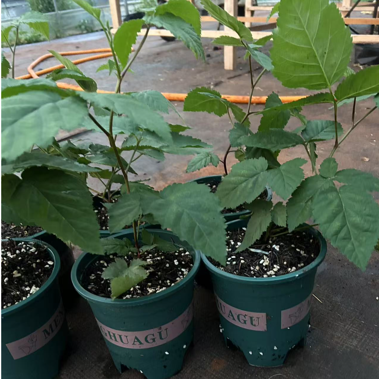 四季香甜树莓果树苗南方种植当年结果室外庭院盆栽地栽水果树莓苗