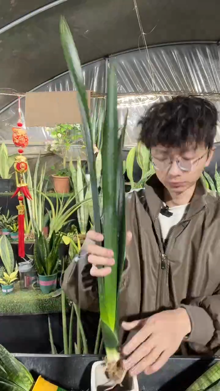 黑金虎皮兰裸根单颗8.88