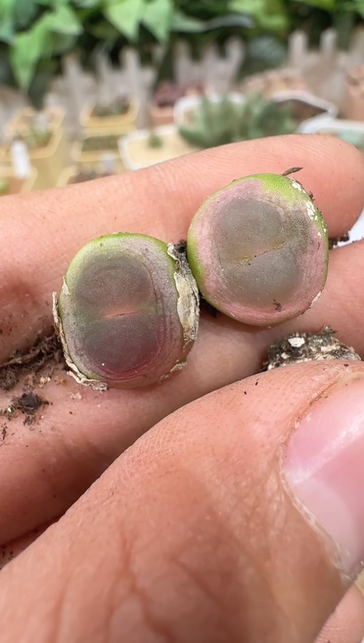 余*?28-165多肉植物肉锥