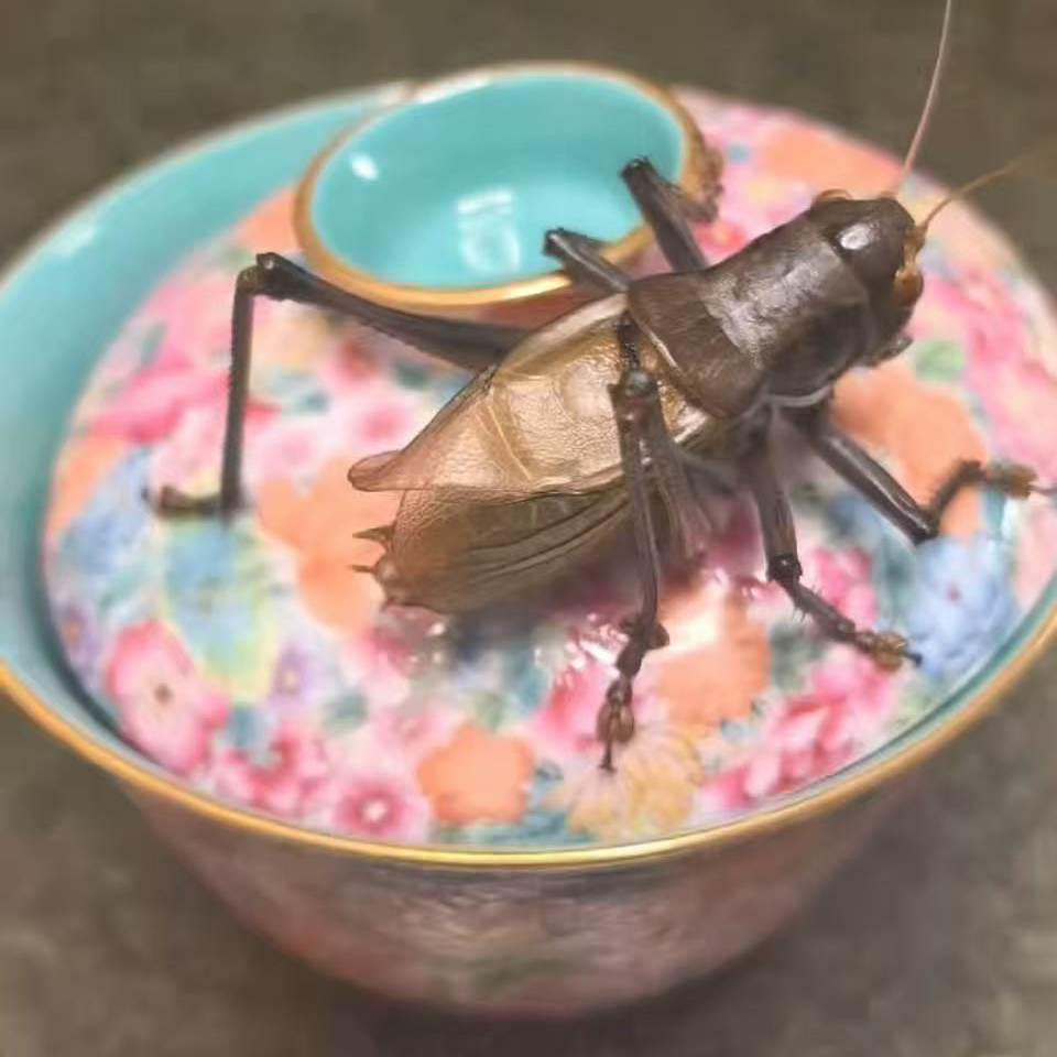 郝建伟蝈蝈（直播代金链接，请勿单拍，以实物为准，断须瘪眼不管）